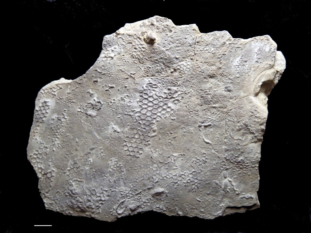 Paleodictyon sp  Paleod13