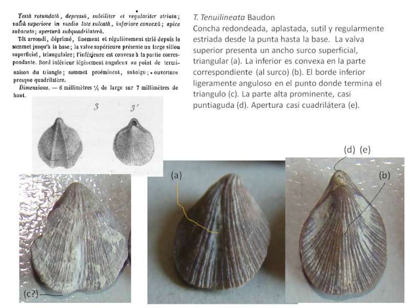 pequeño braquiopodo eoceno bis Tenuil10