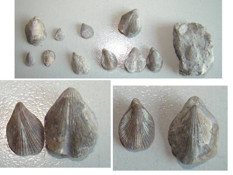 pequeño braquiopodo eoceno bis Tenuil11