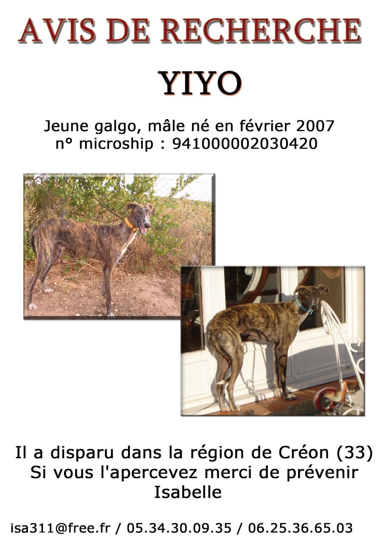 YIYO A DISPARUS CE JOLIE GALGO Yiyo110