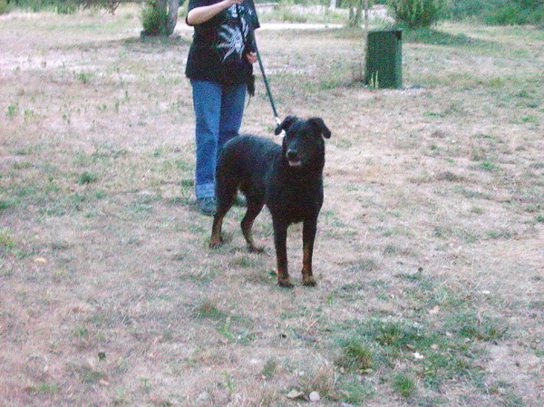 beauceron - Aby de la pointe du meingat, beauceron femelle, 42 kg! Aby_3113