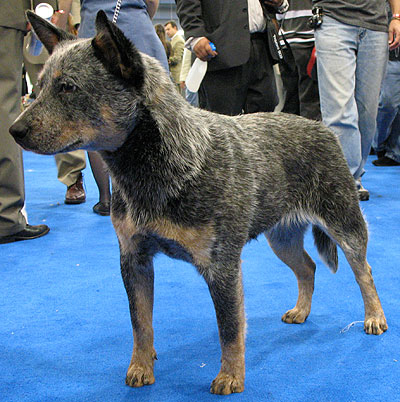 australian cattle dog Austra10