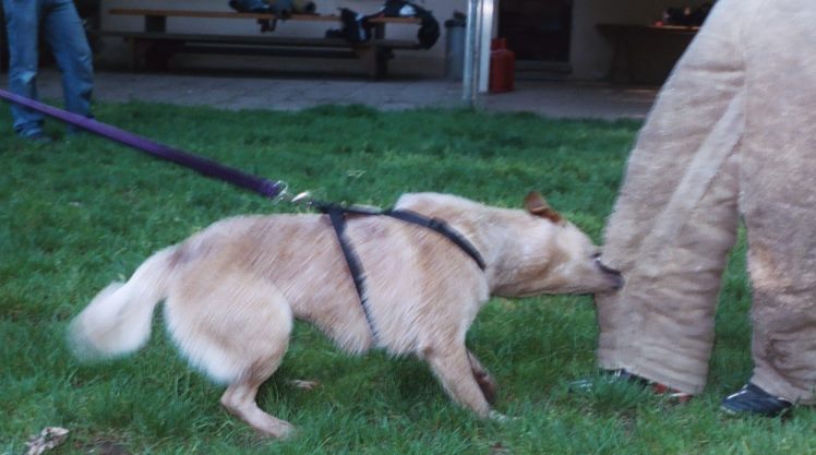 australian cattle dog Chaos310