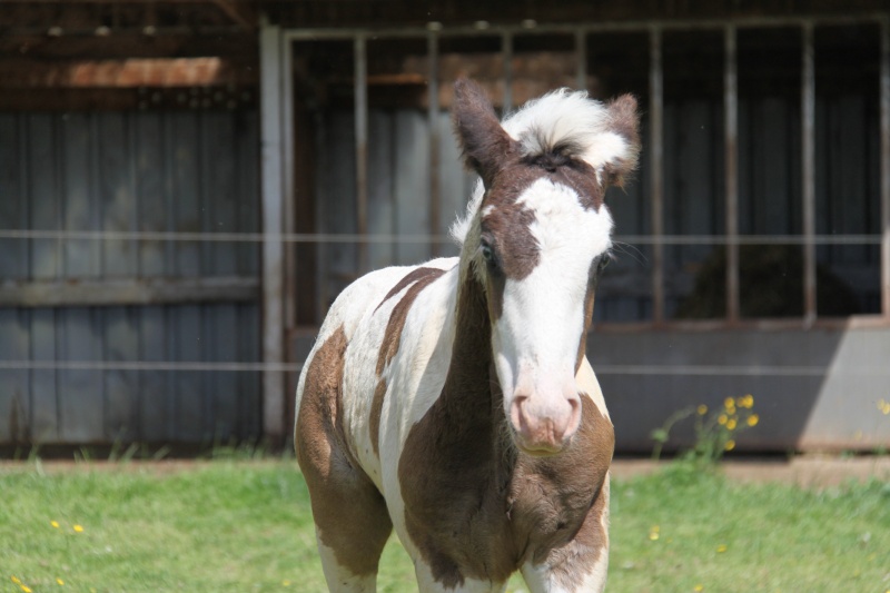 Le gypsyranch en juillet Img_7331