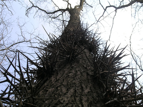 أشجار شائكة Image018