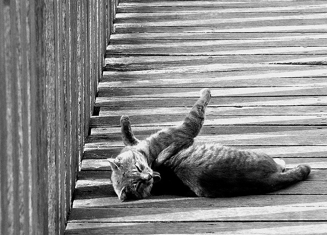 Le chat ray du pont ray. (deux images) Le-cha10