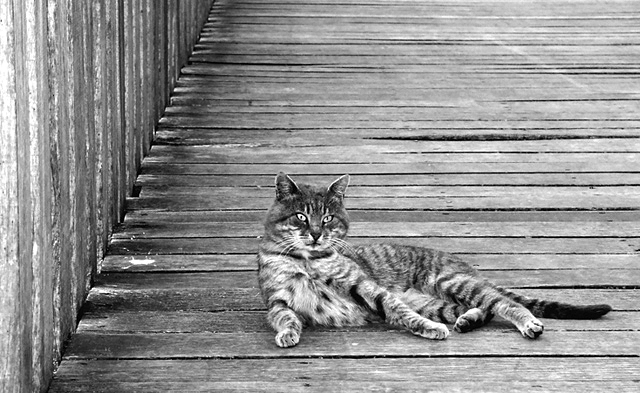 Le chat ray du pont ray. (deux images) Le-cha11