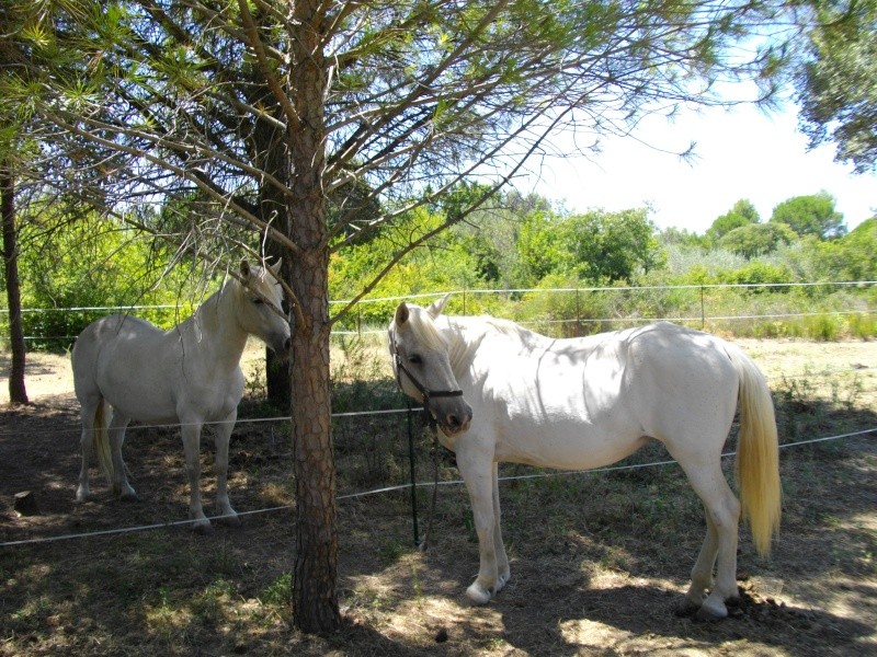 Dpt 30 -Camarguaise de 20 ans, présumée pleine - Sera euthanasiée fin aout ! 01010