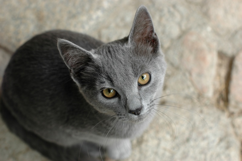 Dpt 48 - Cendre de Lune - Chaton câlin et beau comme tout - Adopté par Graziella ! Dsc_0029