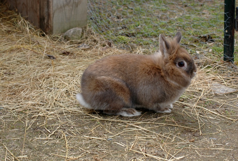 Dpt 48 - Teddy - Lapin nain tête de lion - A disparu...  Dsc_0093