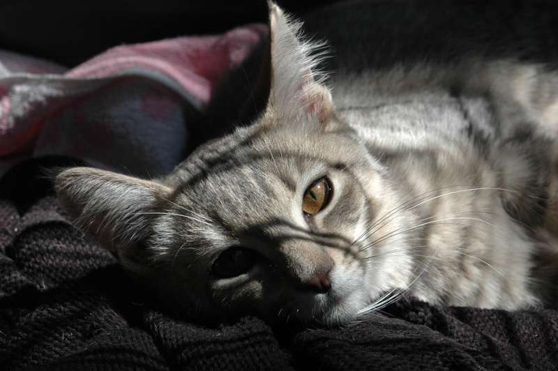 Dpt 48 - Loona - 2ème femelle de l'urgence des 3 typés chartreux - Adoptée par la fille de Graziella ! Dsc_0119