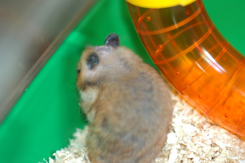 Dpt 48/30 -Petit Dodu - Hamster mâle de 1 an - Parti... Dsc_0154
