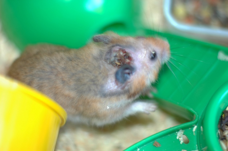 Dpt 48/30 -Petit Dodu - Hamster mâle de 1 an - Parti... Dsc_0155