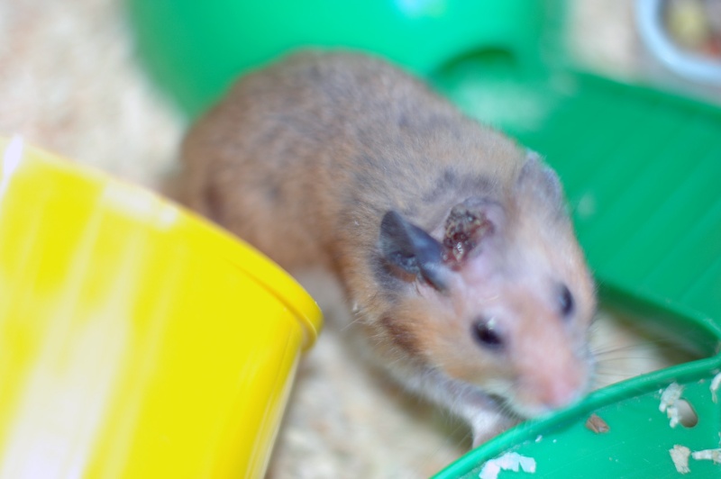 Dpt 48/30 -Petit Dodu - Hamster mâle de 1 an - Parti... Dsc_0156