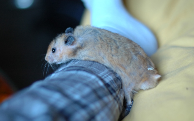 Dpt 48/30 -Petit Dodu - Hamster mâle de 1 an - Parti... Dsc_0157
