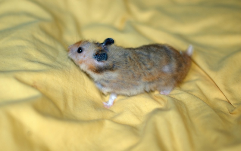 Dpt 48/30 -Petit Dodu - Hamster mâle de 1 an - Parti... Dsc_0158