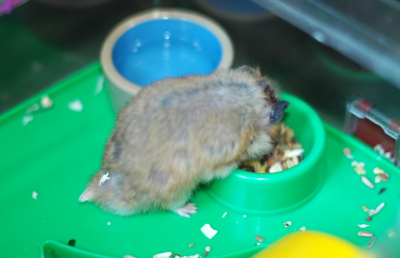 Dpt 48/30 -Petit Dodu - Hamster mâle de 1 an - Parti... Dsc_0159