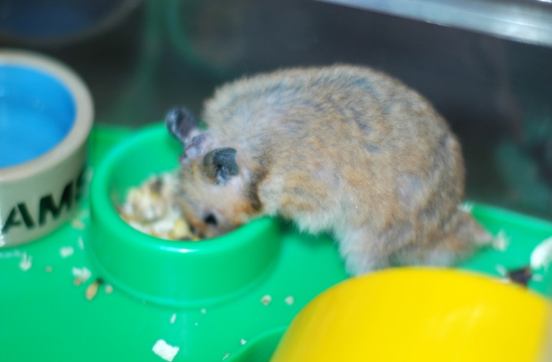 Dpt 48/30 -Petit Dodu - Hamster mâle de 1 an - Parti... Dsc_0160