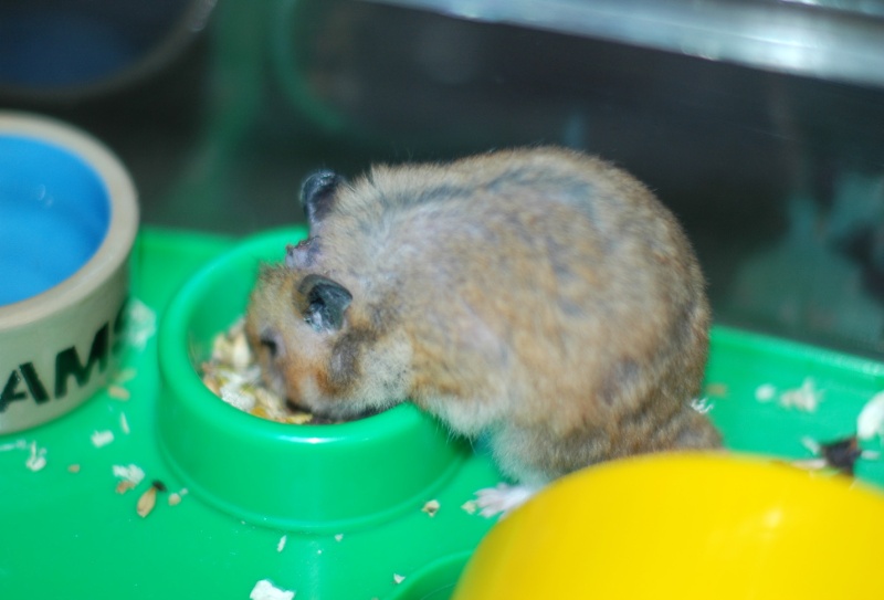Dpt 48/30 -Petit Dodu - Hamster mâle de 1 an - Parti... Dsc_0161