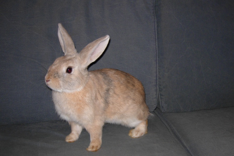 Dpt 48 - 2 lapins mâles - Adopté par un ami de Tina Lapino11