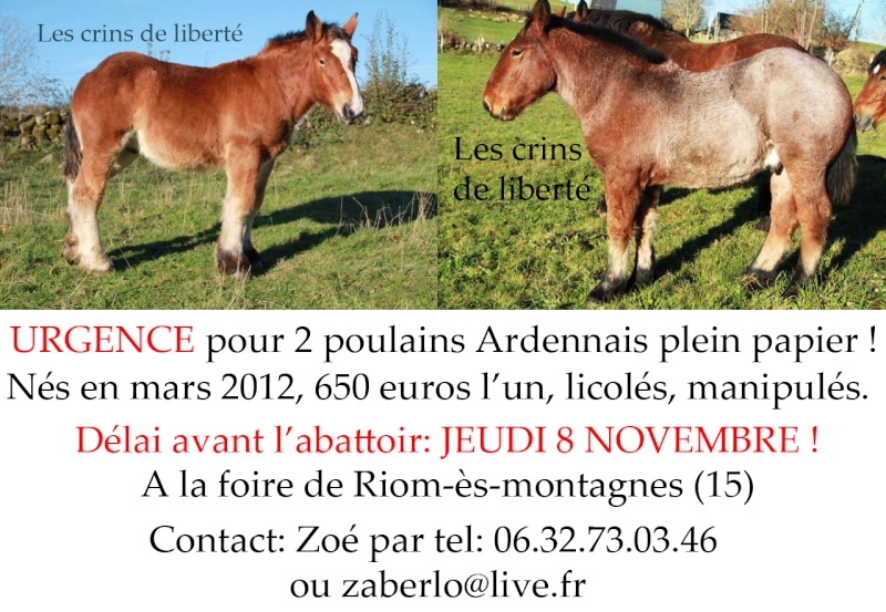15 - Cabalo de Menoire - Ardennais PP - Sauvé par l'association Au pré de mon Arche (2012) Sans_t24
