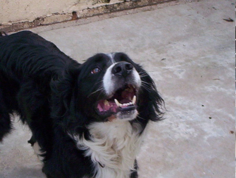 TAZ Croisé bouviers Bernois / Border Collie de 2 ans