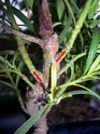 Mise en forme d'un Podocarpus Gros_p10