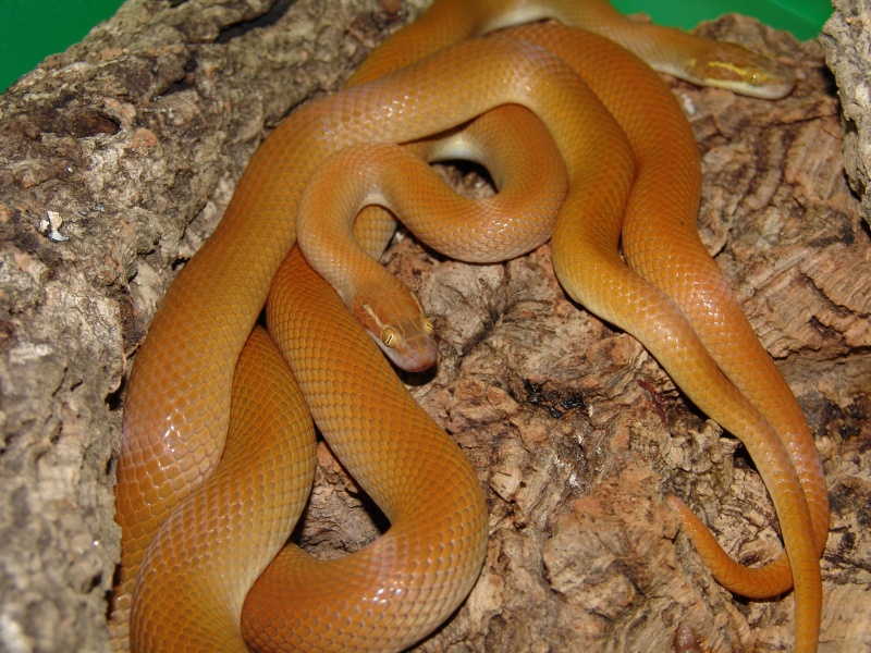 Lamprophis (fuliginosus) mentalis Tiere-10