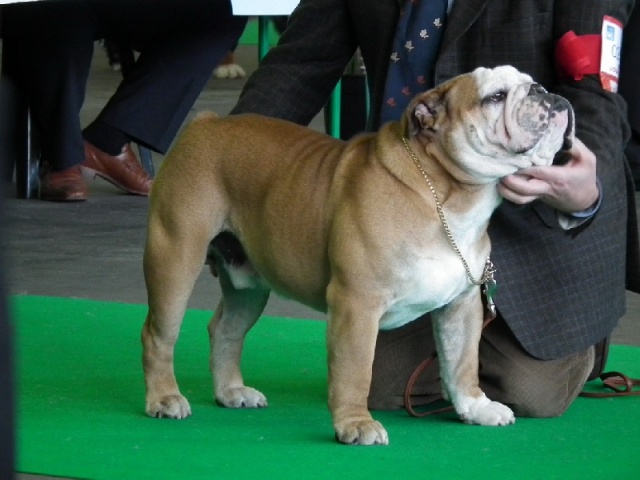 Le bulldog anglais C0654110