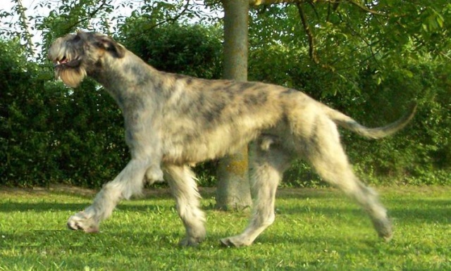 L'irish wolfhound Chiens20