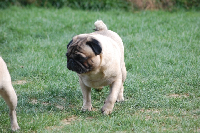 Mes Pugs, Carlins ou mops.... Dsc_0341