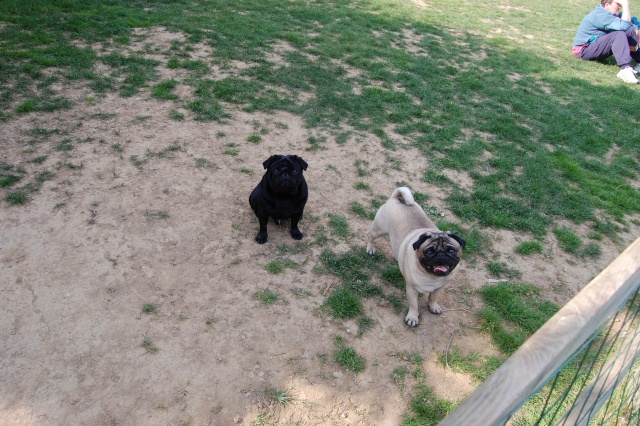 Mes Pugs, Carlins ou mops.... Dsc_0347