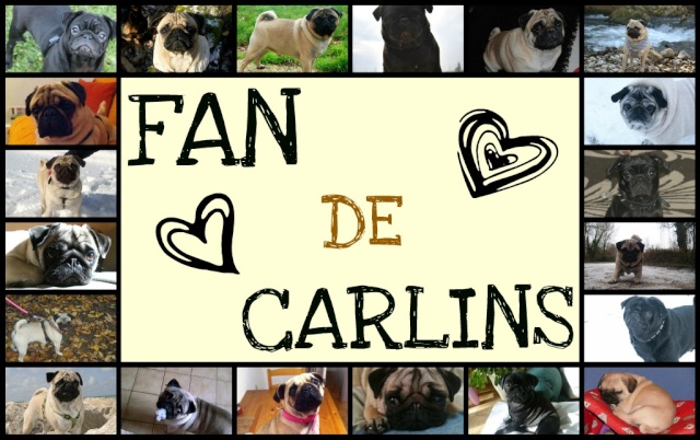 Fan de Carlins