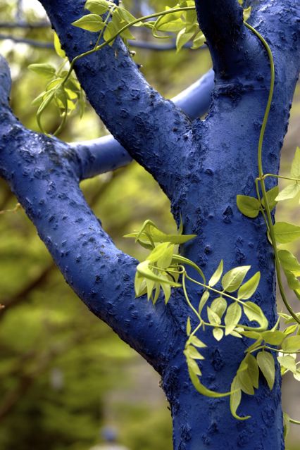Un arbre bleu.. - Mount Annan (près de Sydney) - Australie Bluetr10