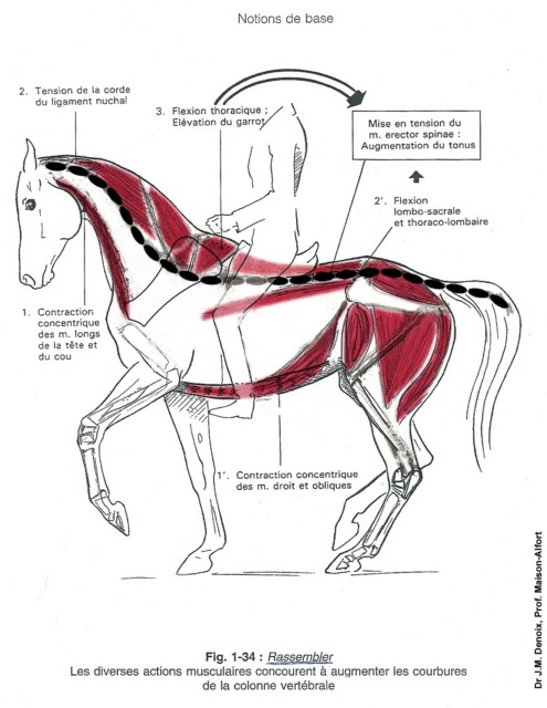 Équitation physiologique 216