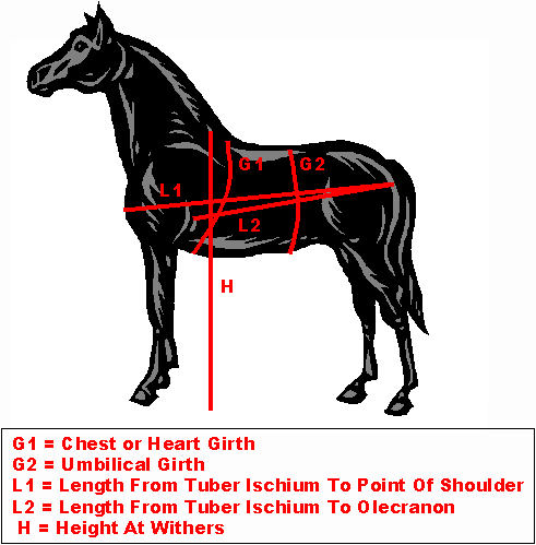 méthodes pour estimer le poids de notre cheval  3a10