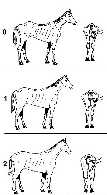 méthodes pour estimer le poids de notre cheval  4a210