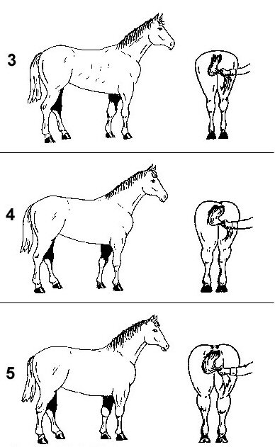 méthodes pour estimer le poids de notre cheval  4a310
