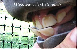 Problèmes de dentition du cheval Bouled10
