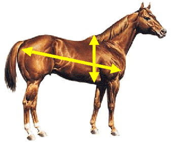 méthodes pour estimer le poids de notre cheval  C10