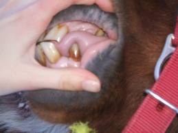 Problèmes de dentition du cheval Images10
