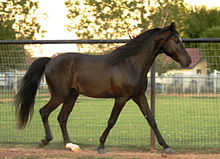 La robe du cheval Noir_r10