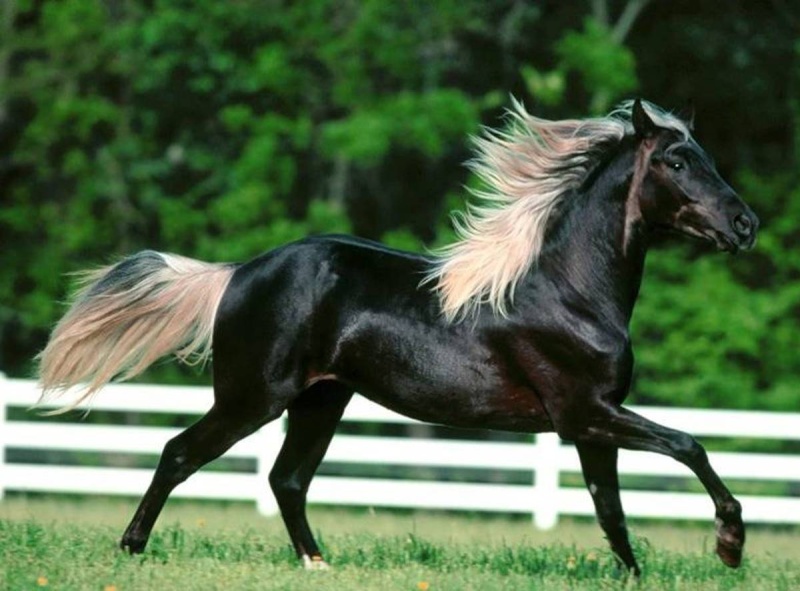 La robe du cheval Noir_s10