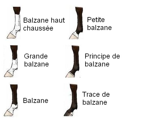 Les marques sur la robe du cheval Pattes10