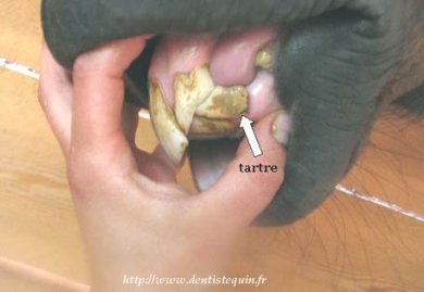 Problèmes de dentition du cheval Tartre10