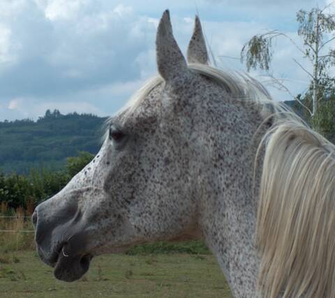 Cheval gris truité 2025