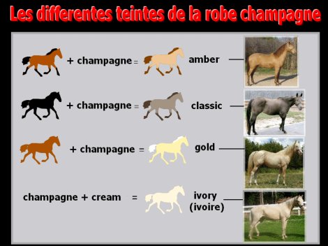 La robe du cheval