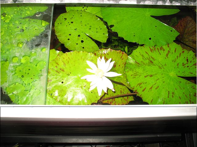 naissance d'une fleur sur ma nymphéa lotus Lotus_10