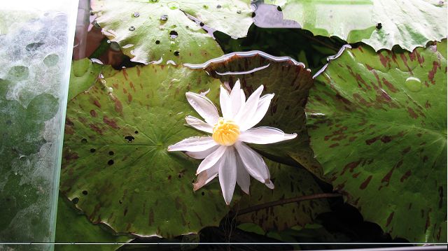 naissance d'une fleur sur ma nymphéa lotus Lotus_11