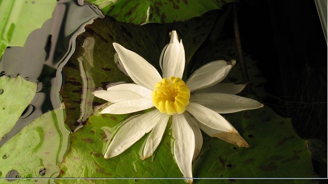 naissance d'une fleur sur ma nymphéa lotus Lotus_13